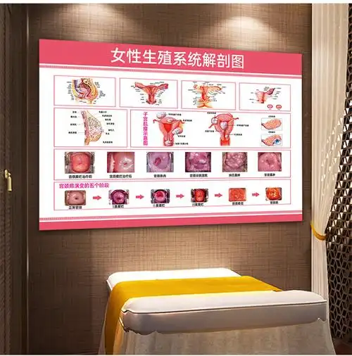 人体器官挂图医院诊所海报挂图人体器官贴纸女性生殖器结构图解妇科