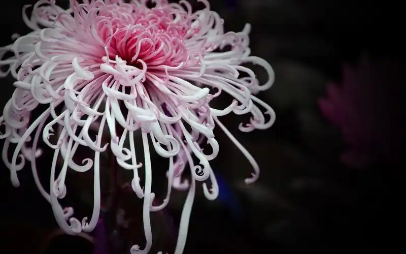 唯美秋菊图片电脑桌面壁纸下载