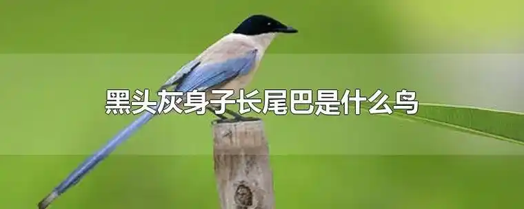 黑头灰身子长尾巴是什么鸟