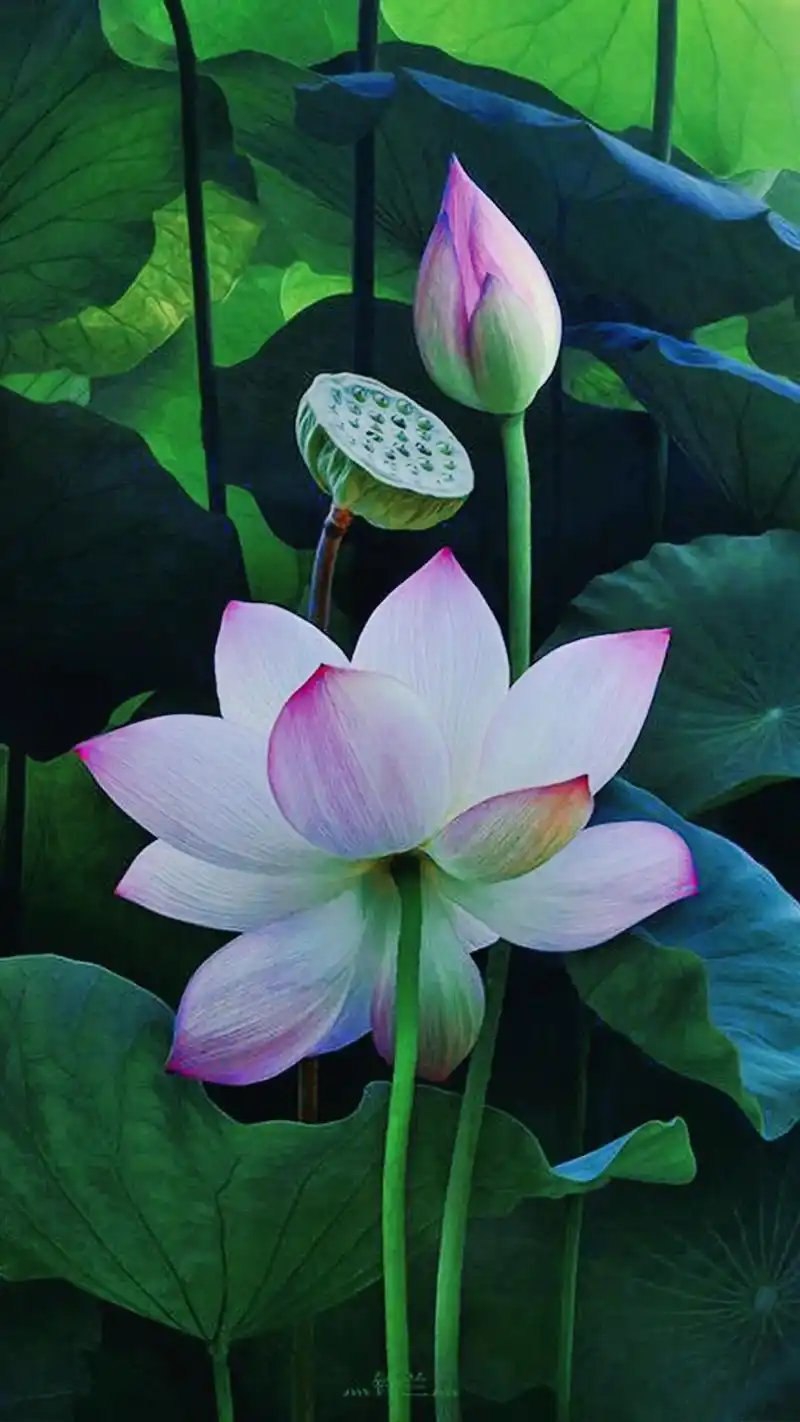 莲花寓意好运连连,许愿都会实现!#抖音图文来了 #壁纸 #荷 - 抖音