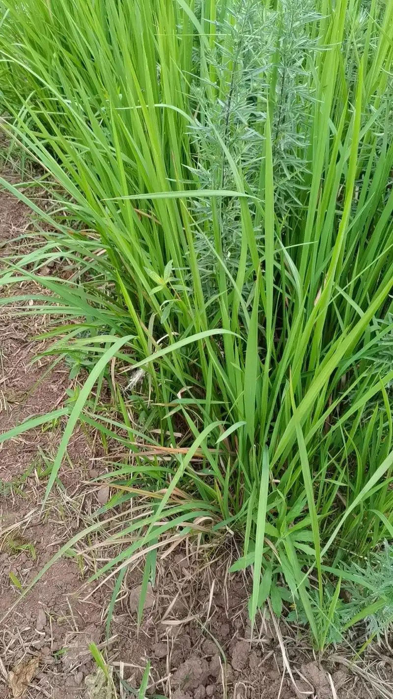 (白茅;茅草.描写深秋原野的景象:大 - 抖音