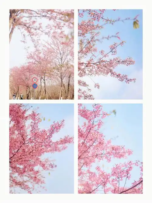 樱花樱花想见你0797さくら ~あなたに出会えてよかった~拍摄地