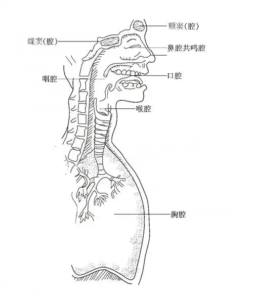 人体的发声器官主要有四个部分组成:   呼吸器官:包括肺部以及呼吸