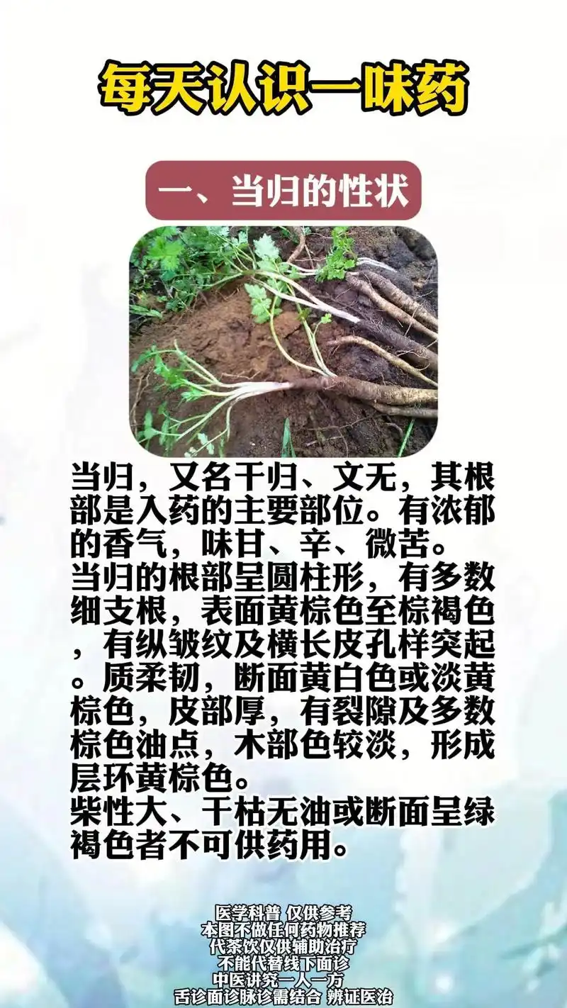 每天认识一味药.一,当归的性状 当归,又名干归,文无,其根部 - 抖音