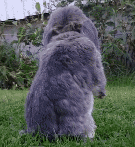 动物搞笑gif动图_动态图_表情包下载_soogif