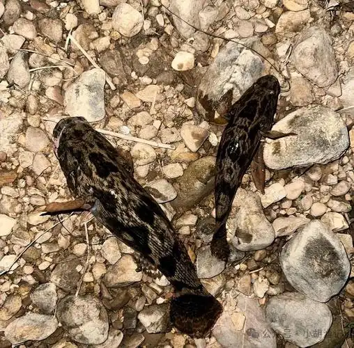 一夜暴富云南水库惊现大量笋壳鱼男子夜钓爆连不断