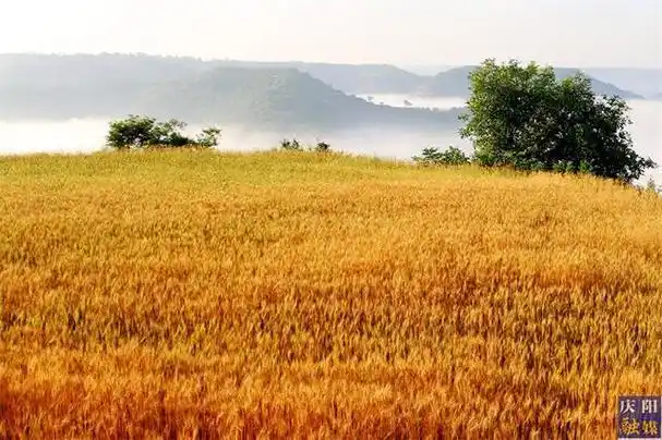 盛夏时节,麦子由绿转黄,散发着诱人的麦香.