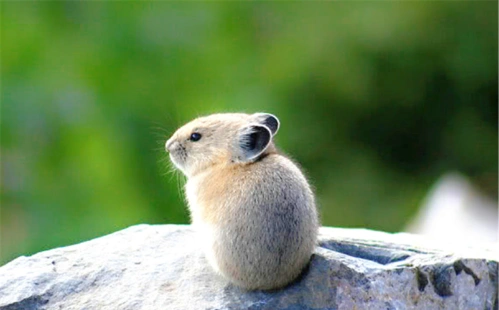世界上最可爱的6种小动物能说出它们其中两个名字算你厉害