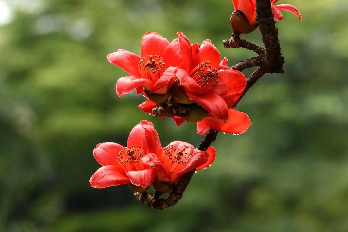 【夏天给脾胃祛湿,用好木棉花】 中医认为,木棉花味甘,性凉;归大肠经.