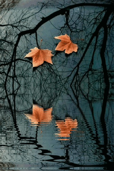 动态之美 - 堆糖,美图壁纸兴趣社区