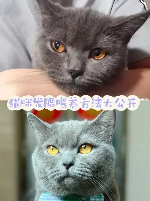 吃对猫粮让猫咪轻松发腮