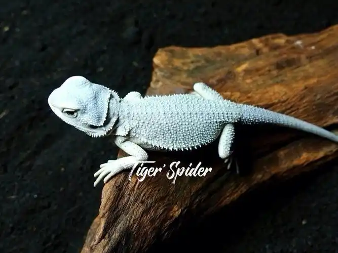 爬宠 #鬃狮蜥 #家有爬宠  #我家宠物好可爱  #蜥蜴