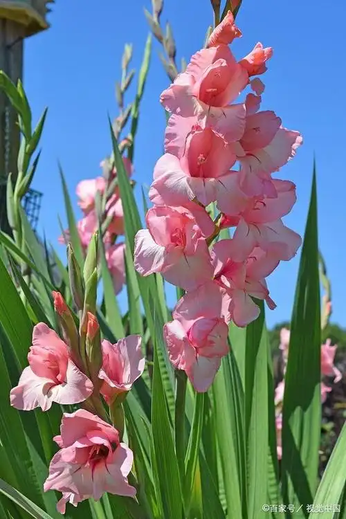 春节选花别盲目,这些花喜庆寓意好,买一盆放家里过个吉祥年