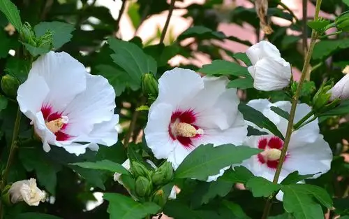 白色的花瓣芙蓉开花 壁纸