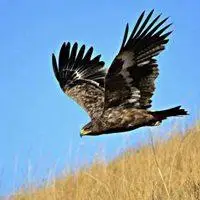 草原雄鹰微信头像_微信头像图片大全