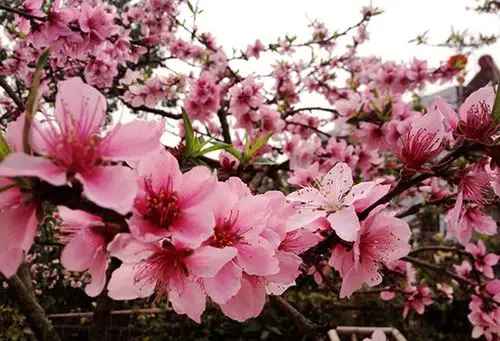 十里桃花除了可以赏 竟还有这么多吃法