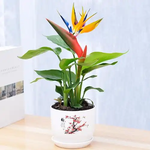 鹤望兰天堂鸟植物大室内盆栽带花苗正品大型绿植花卉观花植物包邮