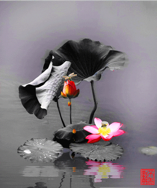 534_642gif 动态图 动图