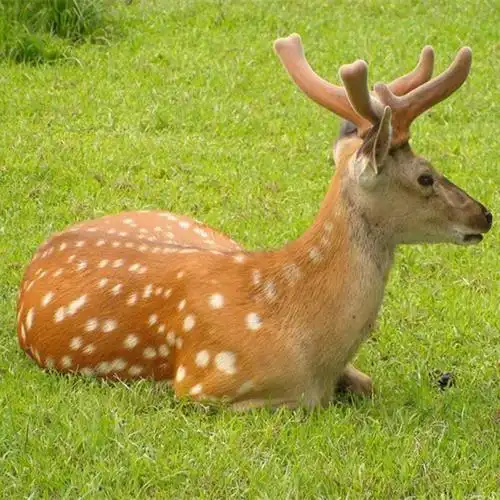 梅花鹿的价格哪里有出售小梅花鹿的