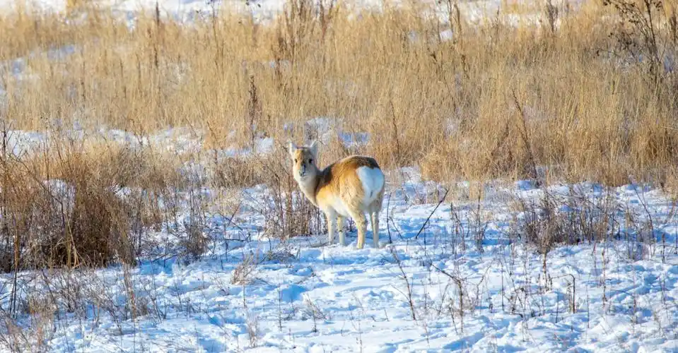 野生黄羊狍子组团跑进阿尔山市区