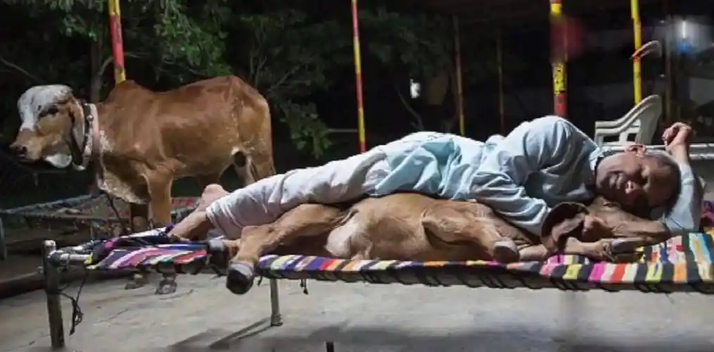 5年前,印度男子抛弃妻子,坚持与母牛结婚,如今生活样?