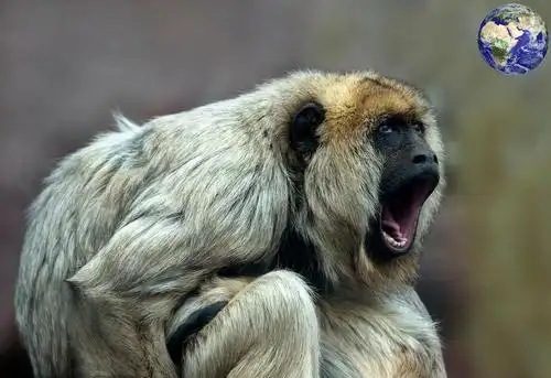 这种猴子的吼叫声比老虎还响亮,方圆一千五百米都能听到