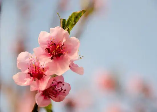 未来1个月,4属相吉星傍身,添财运增福气,好运不断,日子红火!