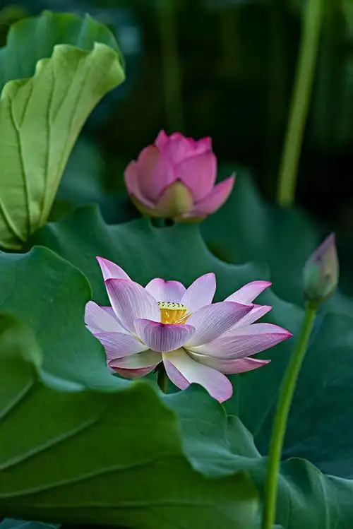 莲花品格出污泥而不染,因此佛教用它表达清净无染,梵行高远的境界.