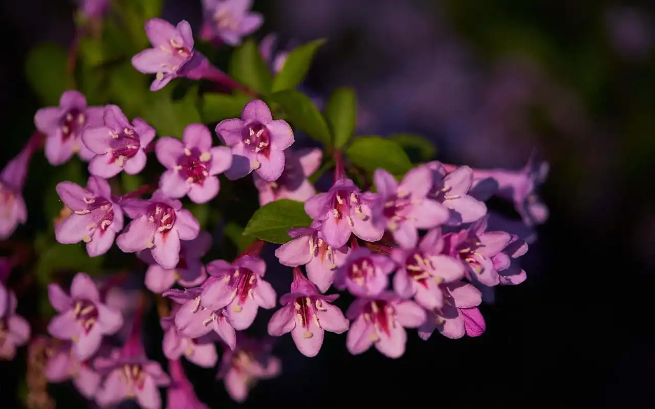 小清新粉色系植物花卉高清桌面壁纸
