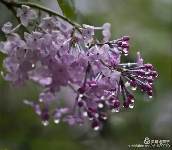 燕语呢喃―雨中的丁香花