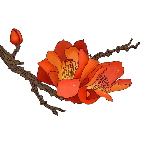 材料:木棉花10克,春砂仁3克.