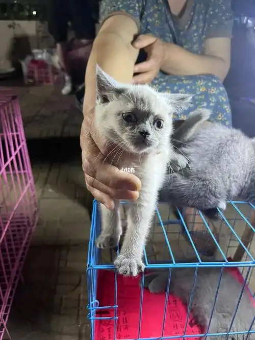 各位朋友暹罗还是英短重点色啊