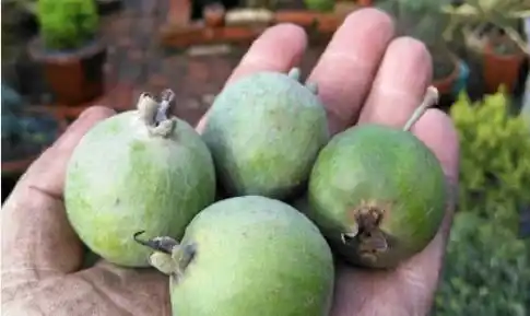 全球罕见的30种水果,98%的于都人没见过!