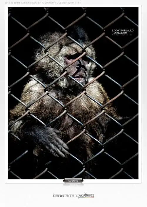 渴望自由的动物