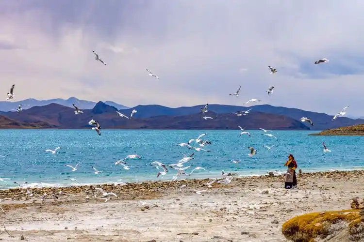 西藏山南羊湖美景引客来