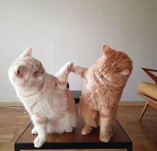 分享我用过的沙雕/可爱猫猫狗狗头像(10.22我更新了!