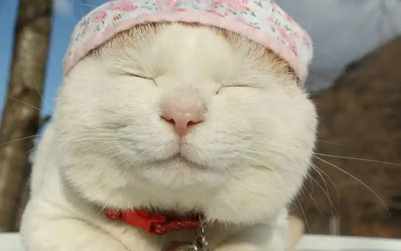 卖萌猫咪高清壁纸_可爱的猫猫