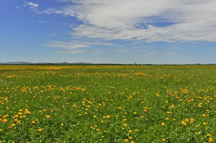 【套图】沽源五花草甸-蜂鸟网