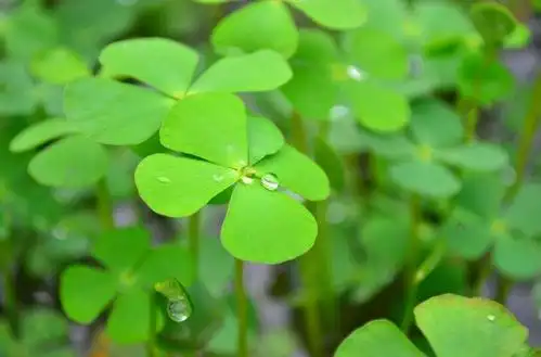 展开全部 四叶草,(幸运草).