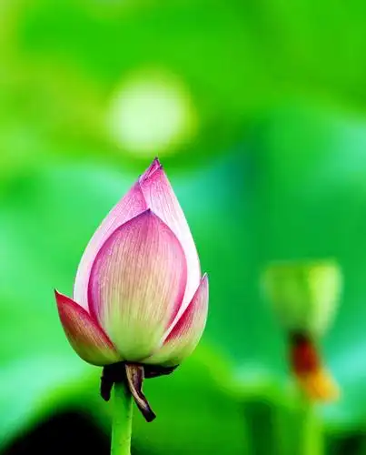 从佛教伦理学观点论——堕·胎:叁,检视"生命品质理论" - 宏冕 - 宏冕