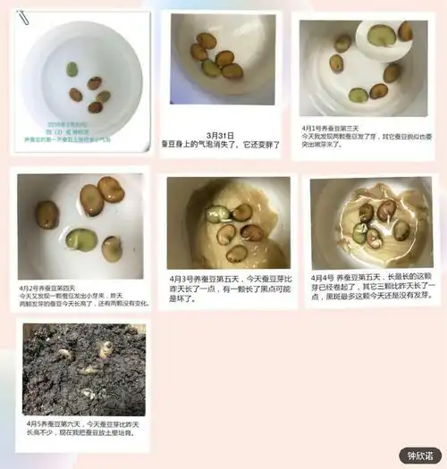 小蚕豆的大变身日记最新