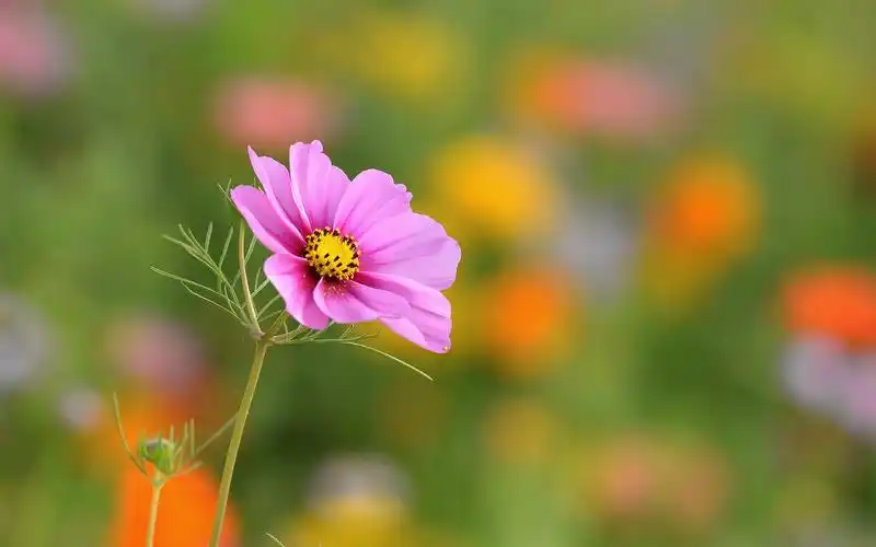 唯美波斯菊风景图片桌面壁纸