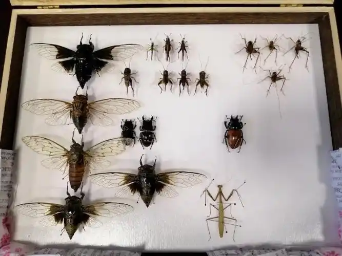 标本  #晒出我收藏的昆虫标本  #昆虫标本  #蟋蟀  #螳螂  #灶马