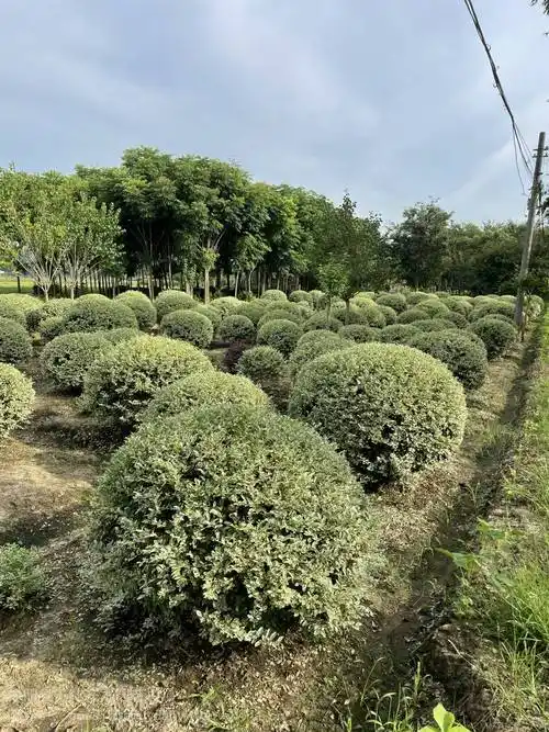 苏伟花木场2米冠幅无刺构骨球四季常青灌木景观树