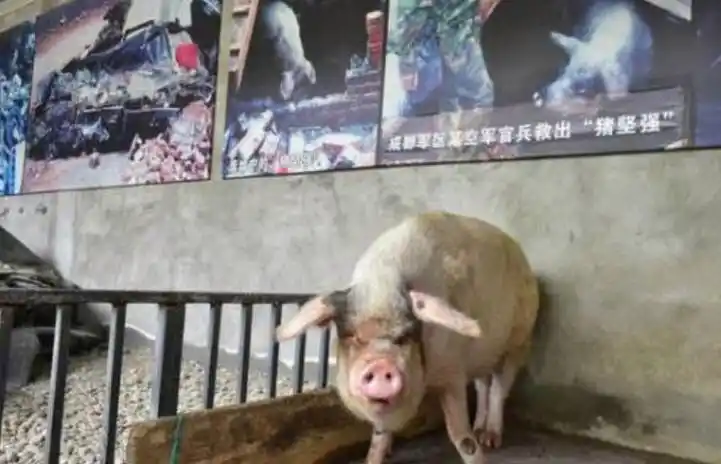 纪实:汶川地震中被埋废墟36天获救的"猪坚强",死后被做成标本