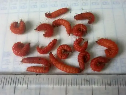 中药饮片仓库发现红色的软虫,附拍照的图片,想知道这是什么虫?