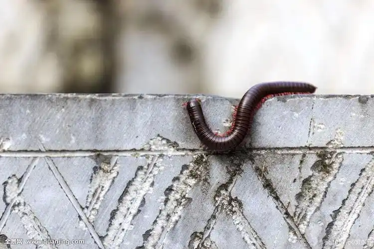逃跑比蚯蚓蚂蟥要快很多,有微小的触须,有细小的蛇