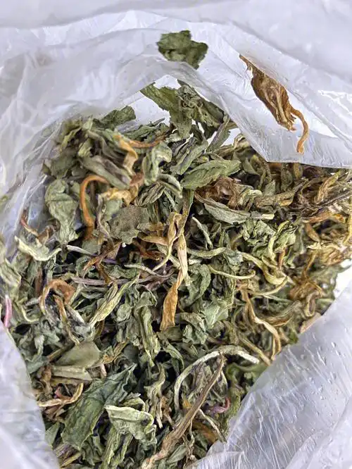 08 晒干的蒲公英泡水喝真是我得本命!口腔溃疡直接好毫不夸大!