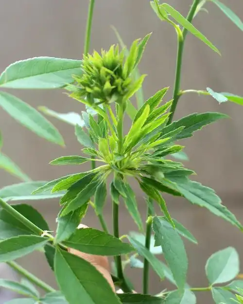 15年秋 中国月季 绿萼