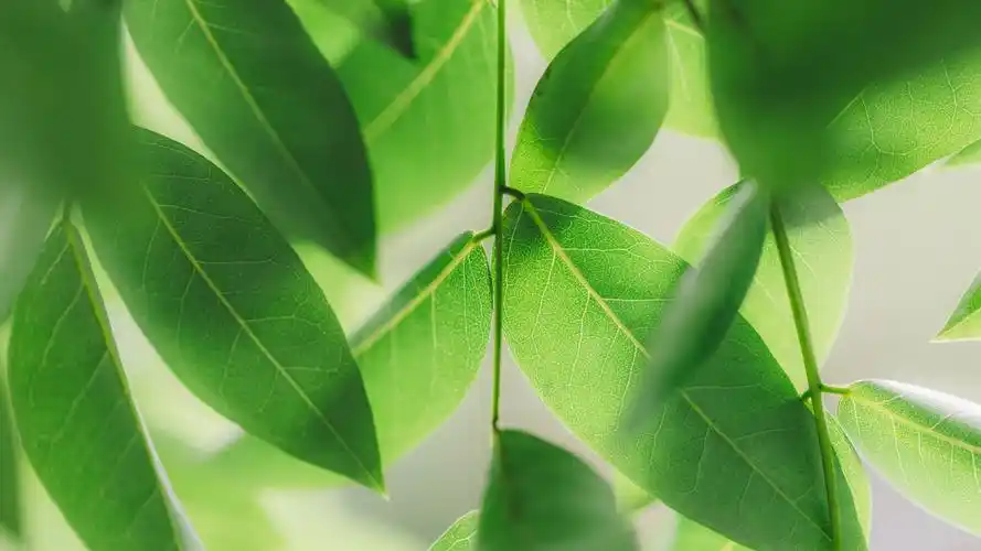 高清护眼4k风景壁纸,大叶子自然美景,3840x2160分辨率,精美下载